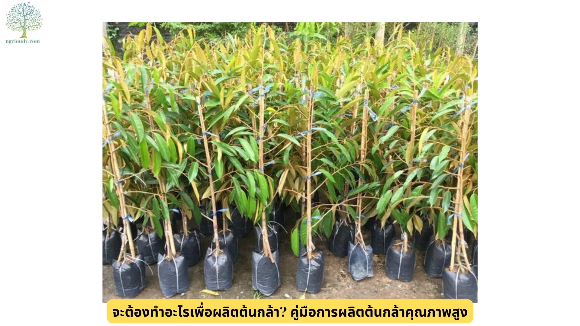 จะต้องทำอะไรเพื่อผลิตต้นกล้า คู่มือการผลิตต้นกล้าคุณภาพสูง (1)