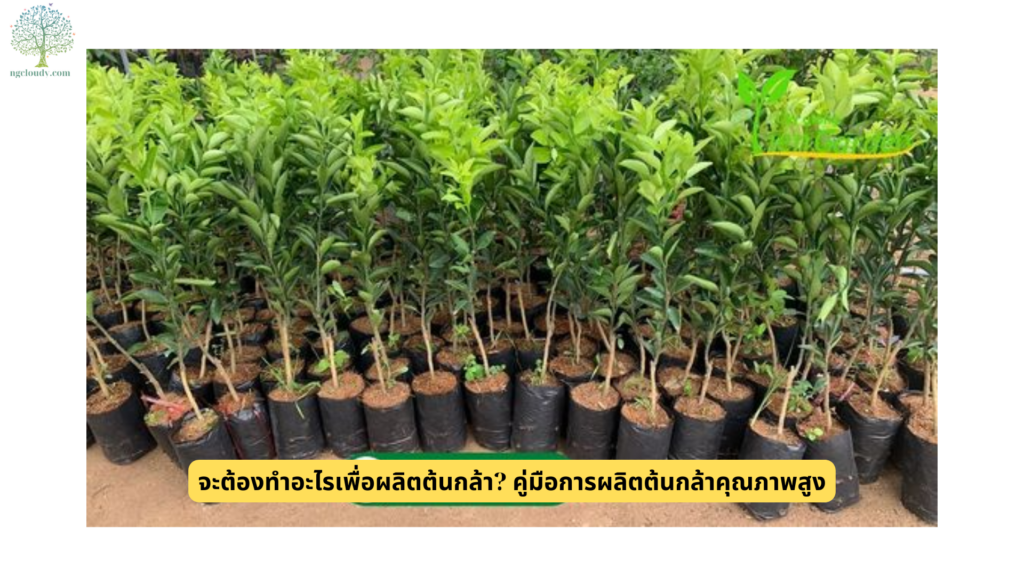 จะต้องทำอะไรเพื่อผลิตต้นกล้า คู่มือการผลิตต้นกล้าคุณภาพสูง (1)