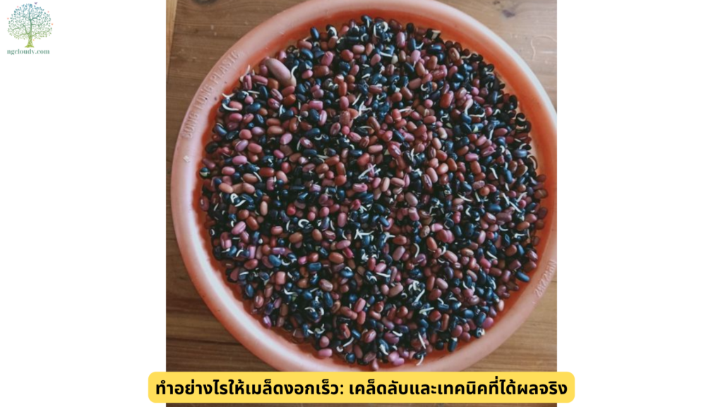 ทำอย่างไรให้เมล็ดงอกเร็ว