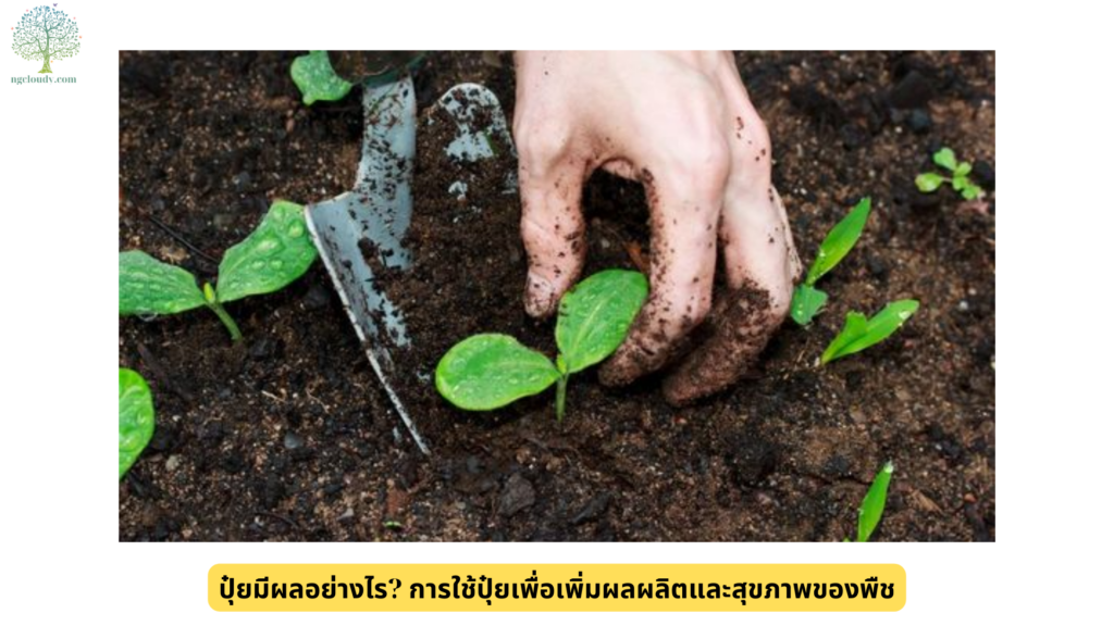 ปุ๋ยมีผลอย่างไร การใช้ปุ๋ยเพื่อเพิ่มผลผลิตและสุขภาพของพืช